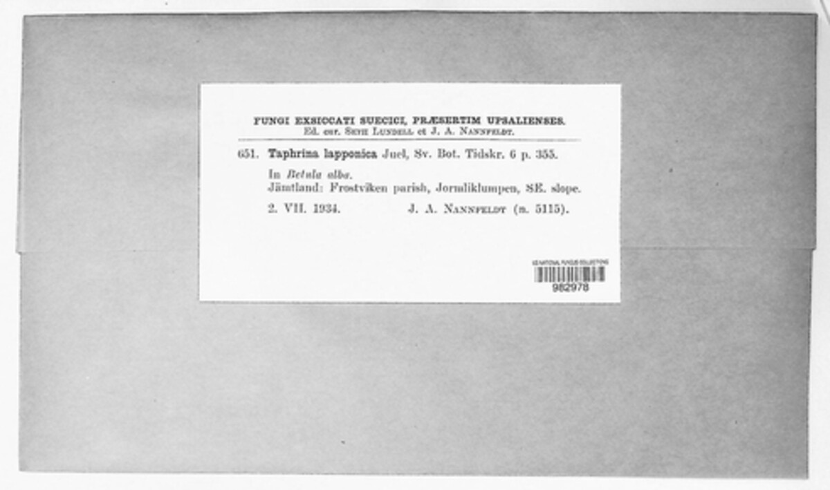 Taphrina lapponica image